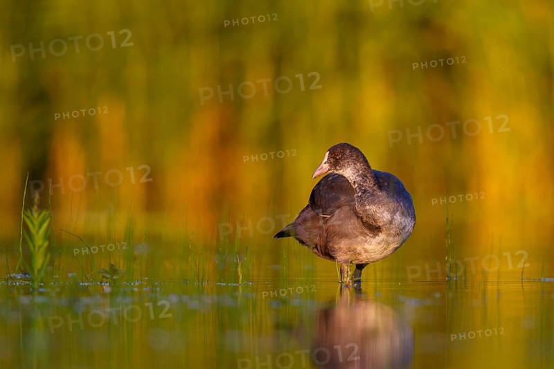Eurasian Coot (Fulica atra) juvenile, North Rhine-Westphalia, Germany