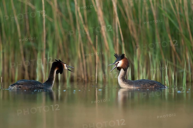 Great Crested Grebe (Podiceps cristatus) fighting over territory, North Rhine-Westphalia, Germany