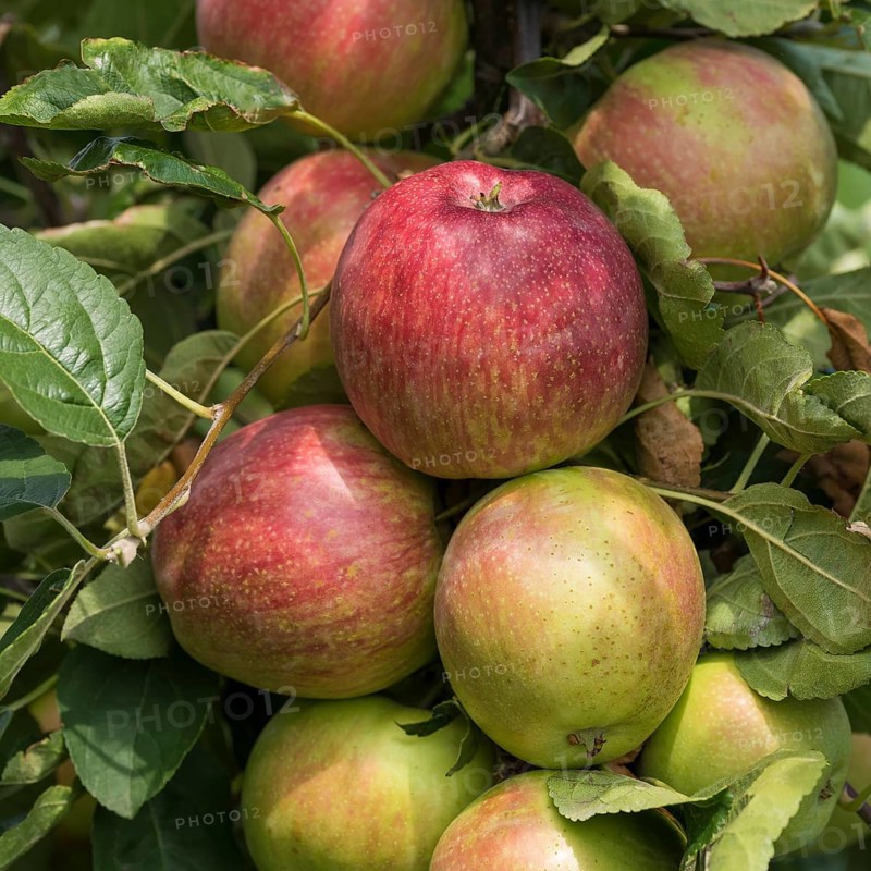 Apple (Malus domestica 'Summerred'), Merkel family, Austria