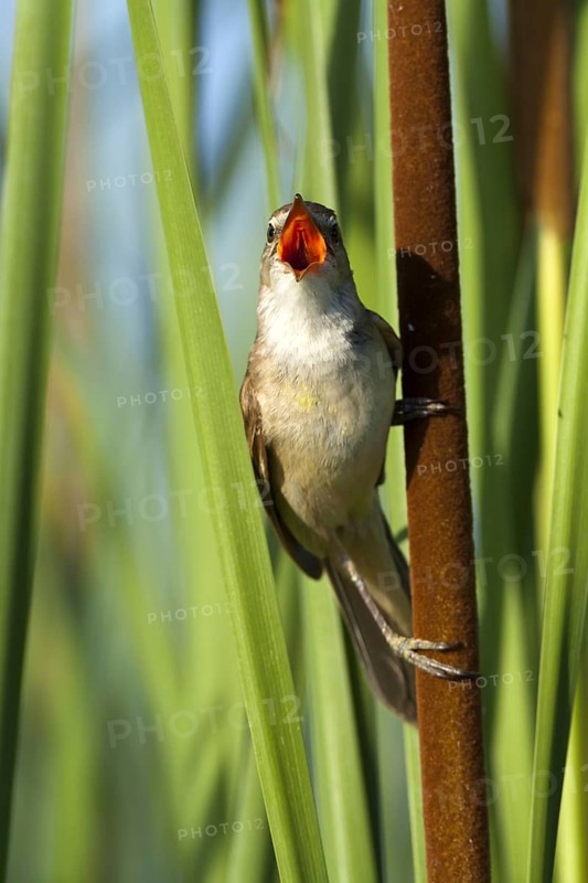 Great Reed Warbler (Acrocephalus arundinaceus) singing, Castile-La Mancha, Spain