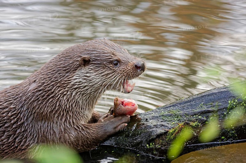 European otter (Lutra lutra) sitting on riverbank and holding a fish while feeding, close-up wildlife scene with wet fur, natural freshwater habitat, detailed portrait of predator behavior, calm water surface in background, high detail nature photography, Poland