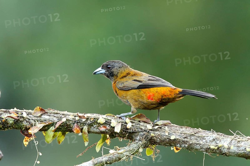 Passerini's Tanager (Ramphocelus passerinii) female perched on a branch, Costa Rica