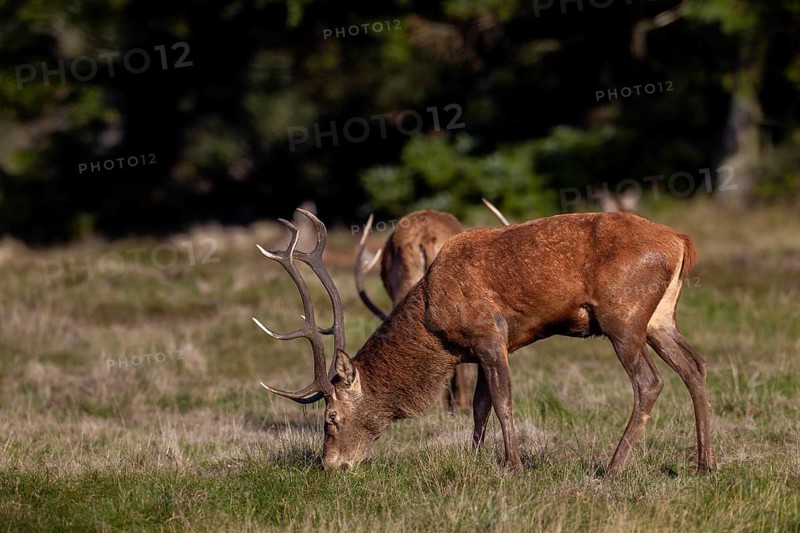 At the end of the rut, red deer (Cervus elaphus) begin to feed, having lost up to 20 per cent of their body weight, rutting season, October, Denmark