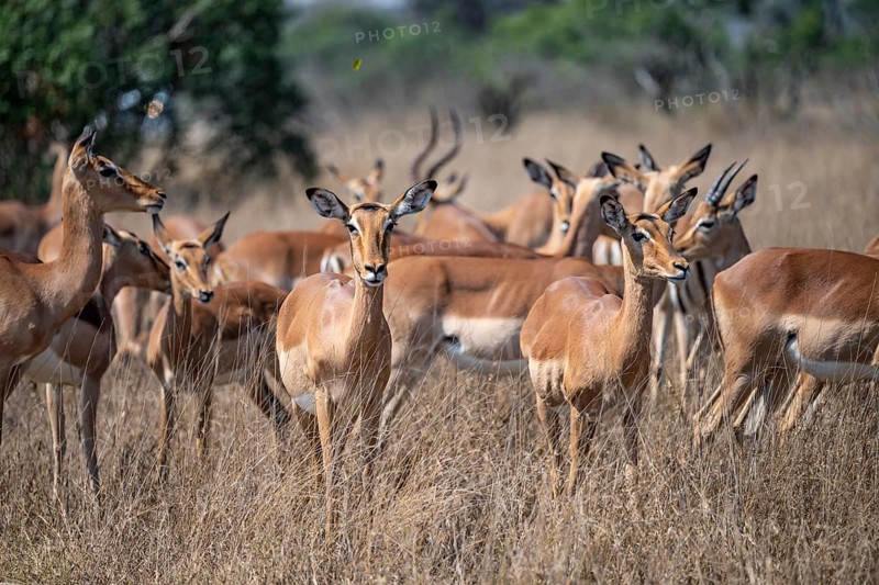 Herd of impala (Aepyceros melampus) in tall grass, black heeler antelope, Kruger National Park, South Africa