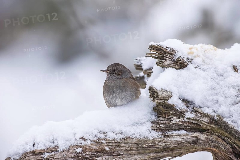 Dunnock (Prunella modularis), Bavaria, Germany