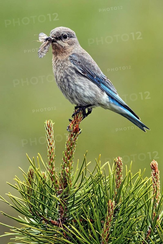Mountain Bluebird (Sialia currucoides) female with insects in its beak, British Columbia, Canada