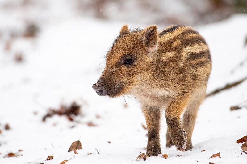 Wild boar (Sus scrofa) in the snow, fresh boar, Melle, Lower Saxony, Germany