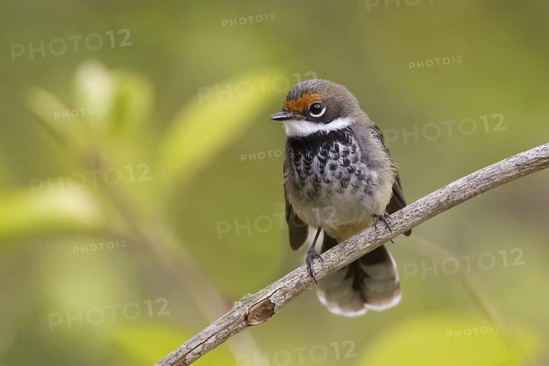 Rufous Fantail (Rhipidura rufifrons), Queensland, Australia