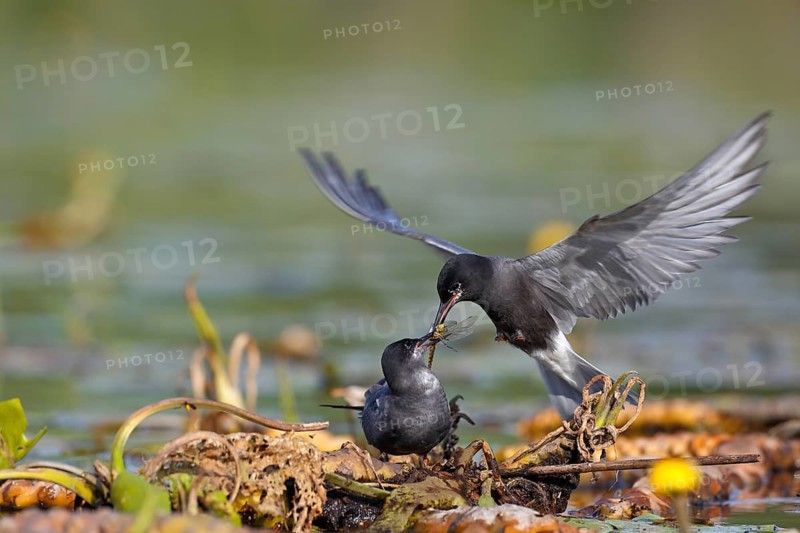 Black Tern (Chlidonias niger) pair, handing over a small fish as a bridal gift, Mecklenburg-Western Pomerania, Germany