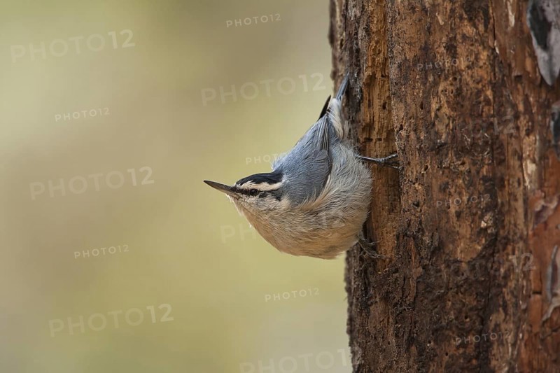 Corsican Nuthatch (Sitta whiteheadi), Corsica, France