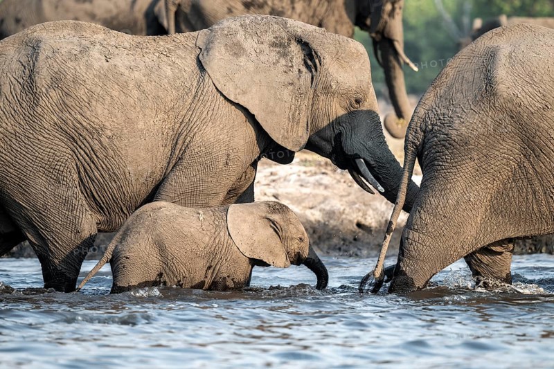Herd of animals with young, African elephant (Loxodonta africana) drinking at the Chobe River, Ihaha, Chobe National Park, Botswana, Africa