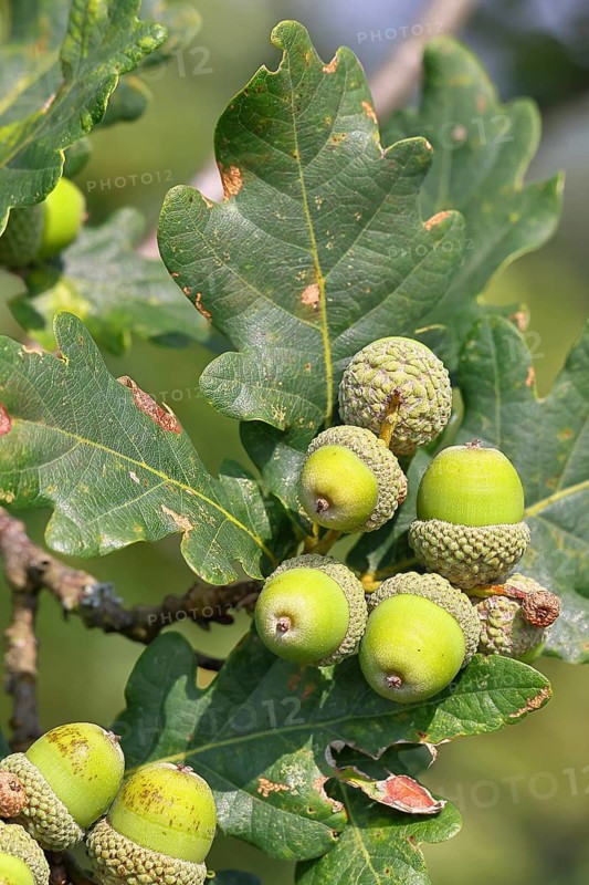 Acorns and leaves of sessile oak (Quercus sessiliflora), Wilnsdorf, North Rhine-Westphalia, Germany