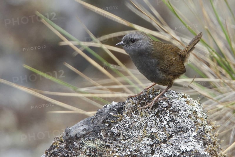 Puna Tapaculo (Scytalopus simonsi) perched on a rock in Bolivia, South America