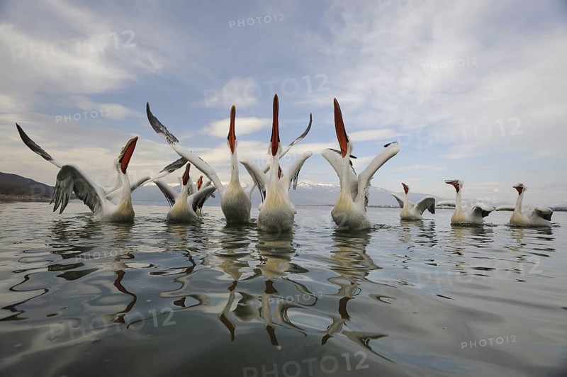 Dalmatian Pelican (Pelecanus crispus), Lake Kerkini, Greece