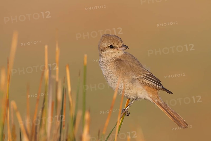 Isabelline Shrike - Isabellwürger - Lanius isabellinus ssp. isabellinus, Oman, juvenile