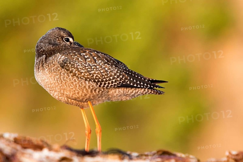 Spotted Redshank (Tringa erythropus) resting with baak under wing, Galicia, Spain