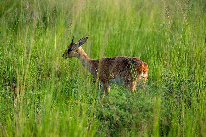 Palebuck, Sudan Oribi (Ourebia montana), in tall green grass, Murchison Falls National Park, Uganda