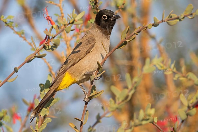 Yellow-breasted Bulbul, Songbird, True Bulbul, (Pycnonotus xanthopygos), Vallombrosa Bulbul, Perching, Mudday, Salalah, Dhofar, Oman