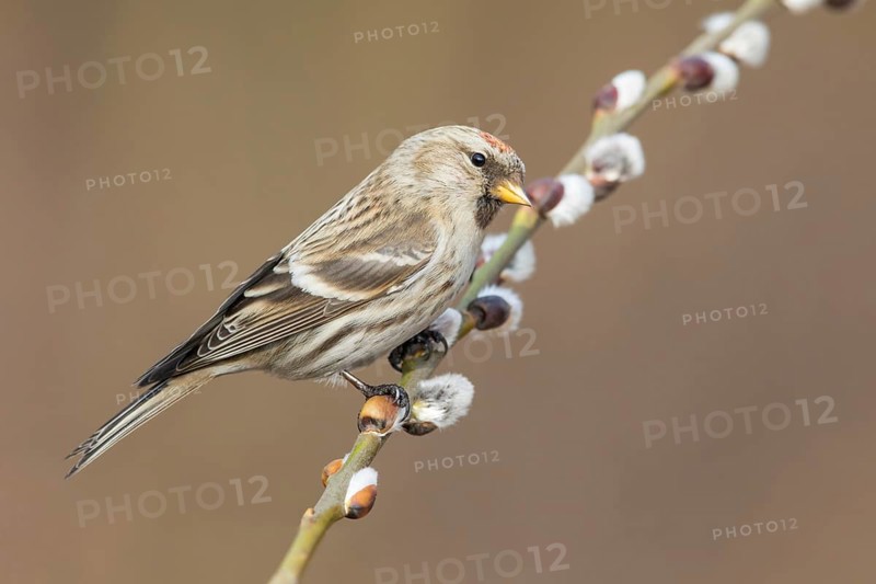 Common Redpoll (Acanthis flammea), Poland