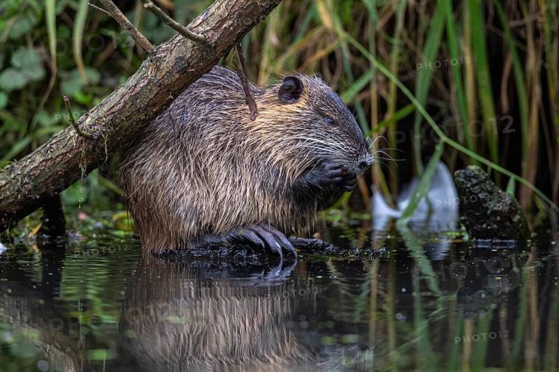 Nutria (Myocastor coypus) in a body of water, Osnabrück, Lower Saxony, Germany