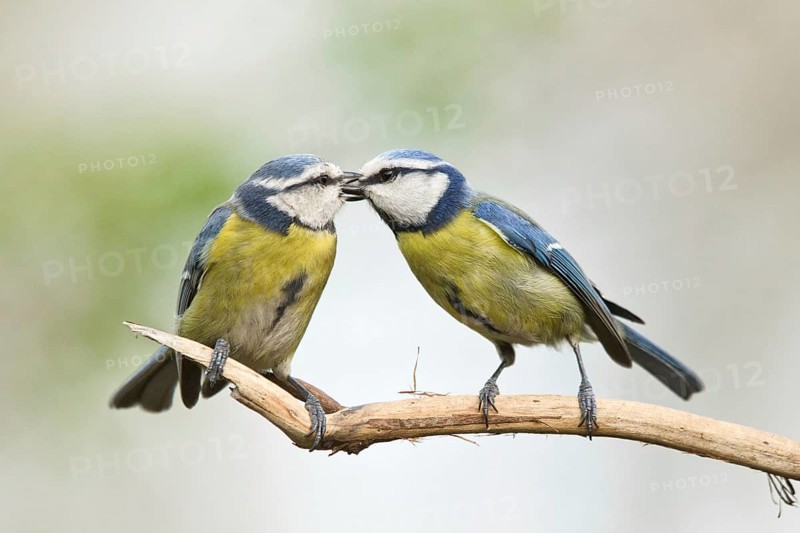 Eurasian Blue Tit (Cyanistes caeruleus) pair, male feeding female, Liguria, Italy