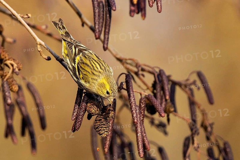 Eurasian Siskin (Spinus spinus) female perched on a branch, feeding on alder seed, Baden-Wuerttemberg, Germany