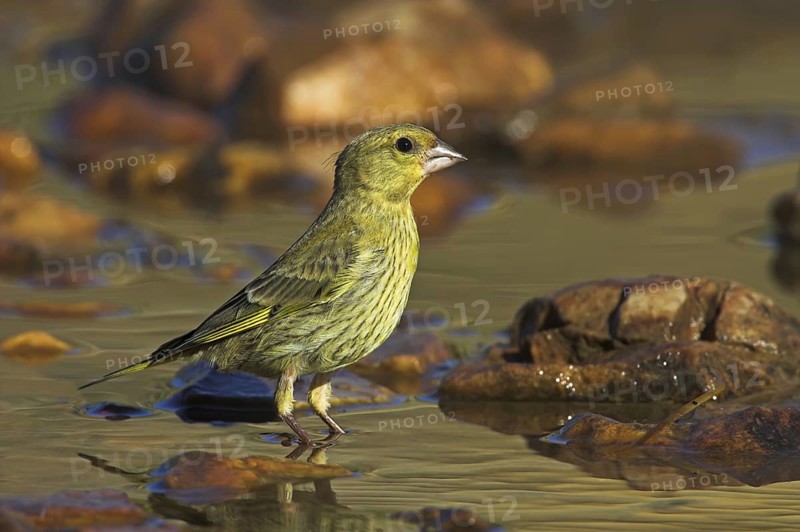 European Greenfinch (Chloris chloris), Rhineland-Palatinate, Germany
