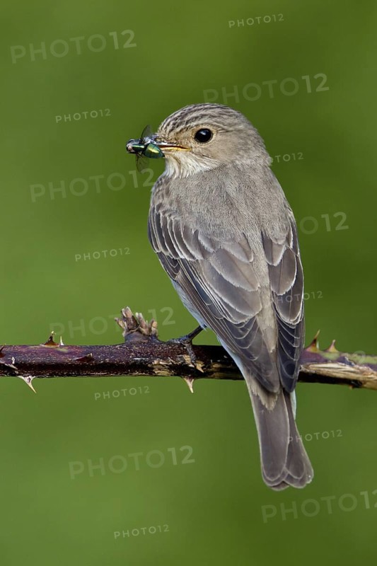 Spotted Flycatcher (Muscicapa striata), Lower Saxony, Germany