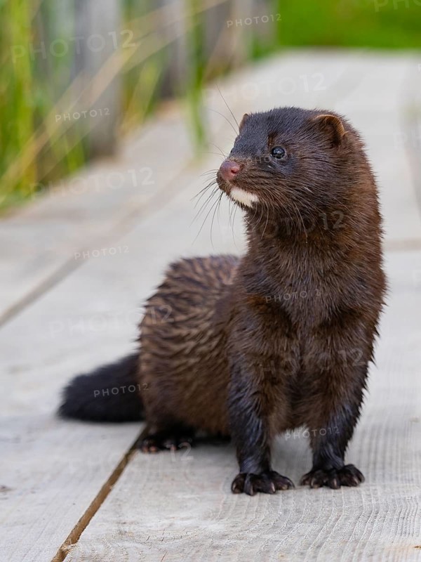 A mink stands on a fishing pier