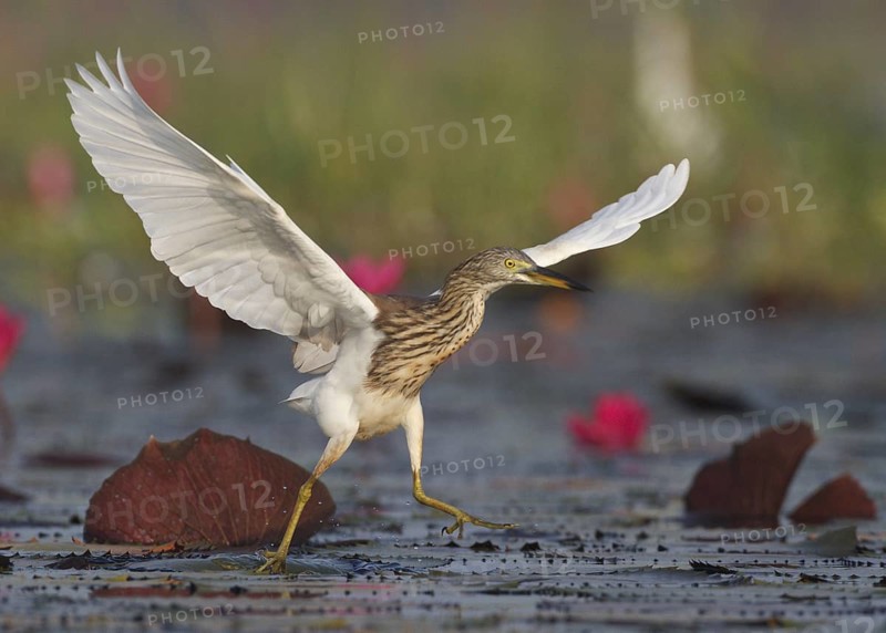 Chinese Pond Heron (Ardeola bacchus), Bueng Boraphet, Thailand