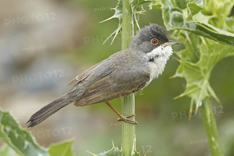 Menetries's Warbler (Sylvia mystacea), Sanliurfa, Turkey