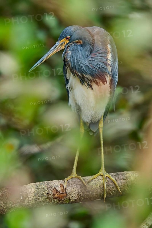 Tricoloured Heron (Egretta tricolor), sitting on a branch, spring, Wakodahatchee Wetlands, Delray Beach, Florida, USA