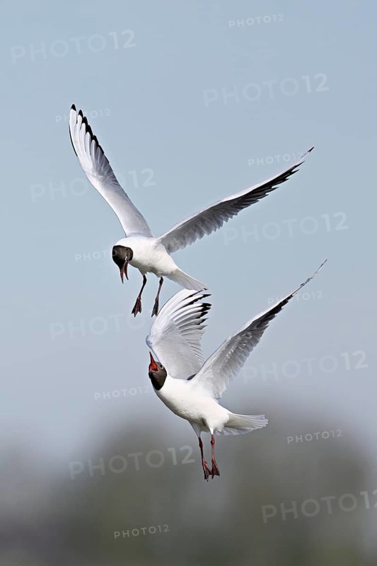 Black-headed gulls (Larus ridibundus), fighting and quarrelling in flight, Texel, West Frisian Islands, province of North Holland, Netherlands
