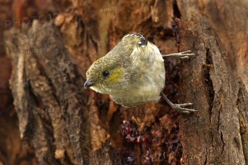 Forty-spotted Pardalote (Pardalotus quadragintus), Tasmania, Australia