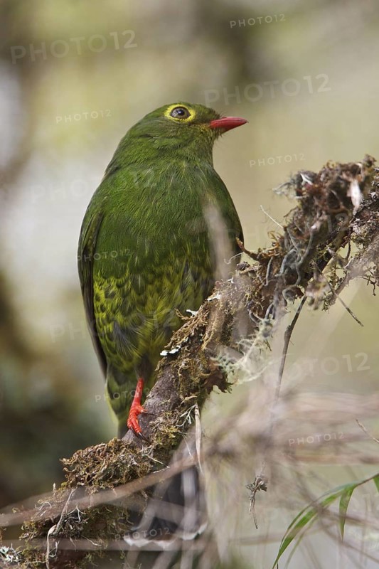 Band-tailed Fruiteater (Pipreola intermedia) perched on a branch in Bolivia, South America