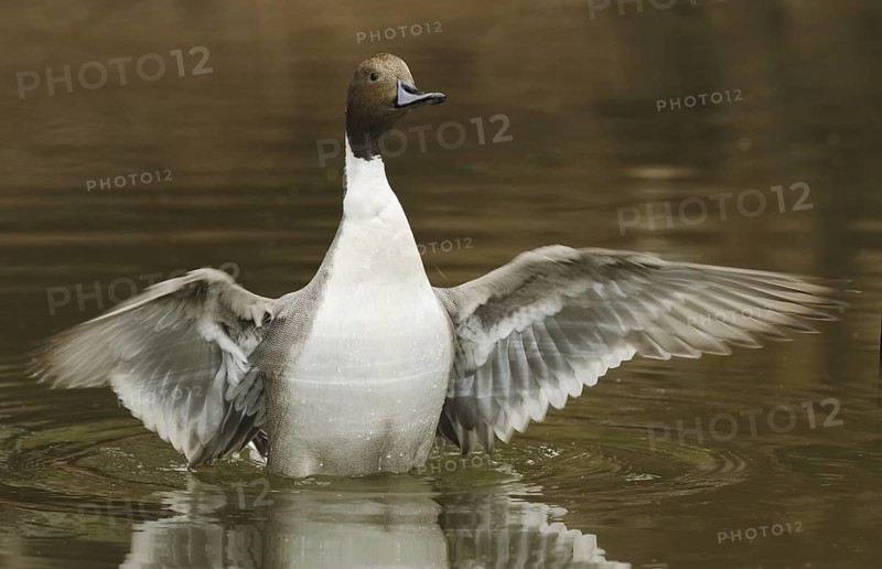 Northern Pintail (Anas acuta) male, Arizona, USA