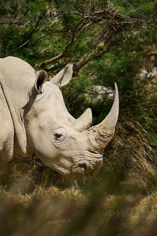 Square-lipped rhinoceros (Ceratotherium simum), standing in the dessert, captive, distribution Africa