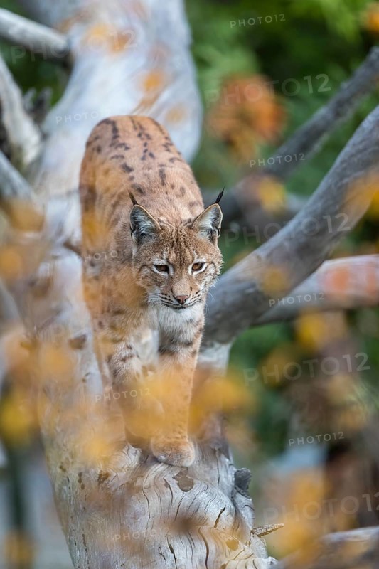 One Eurasian lynx, (Lynx lynx), walking down a fallen tree. Frontal view with green and orange vegetation in the background