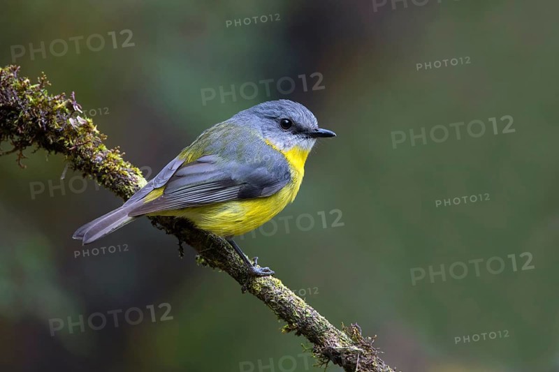 Eastern Yellow Robin (Eopsaltria australis) perched on a branch, Victoria, Australia