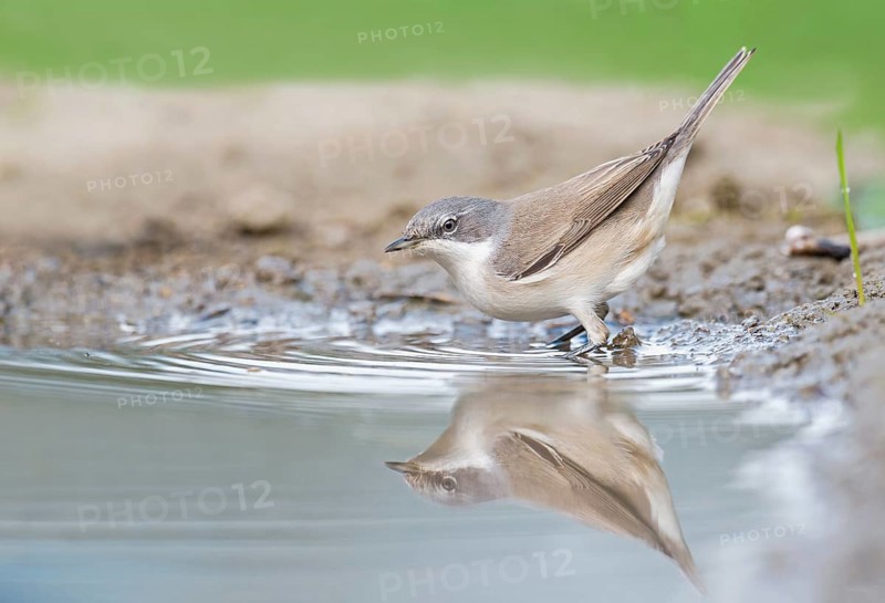 Lesser Whitethroat (Sylvia curruca) at waterhole, Aosta Valley, Italy