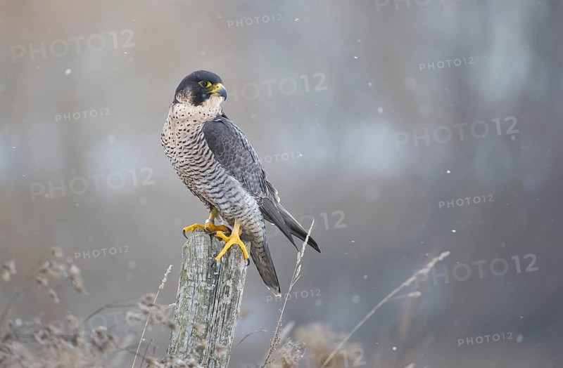 Peregrine Falcon (Falco peregrinus) female, Saxony, Germany