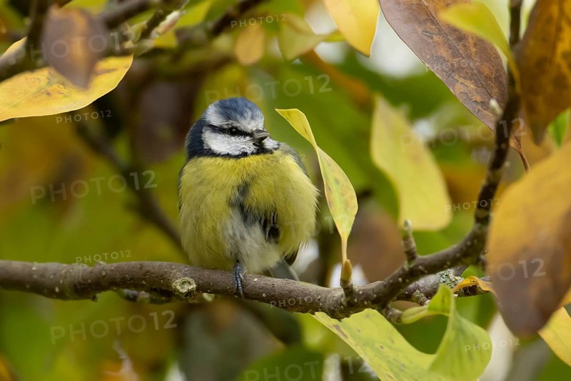 Blue tit (Cyanistes caeruleus) adult garden bird on a magnolia tree branch with autumn colour leaves, England, United Kingdom