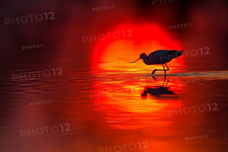 Säbelschnäbler, Pied Avocet, Avocet, Recurvirostra avosetta, Avocette élégante, Avocette, Avoceta Común