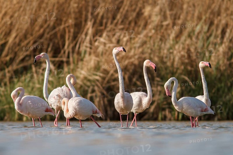 Greater Flamingo (phoenicopterus roseus), on marsh, Castile-La Mancha, Spain