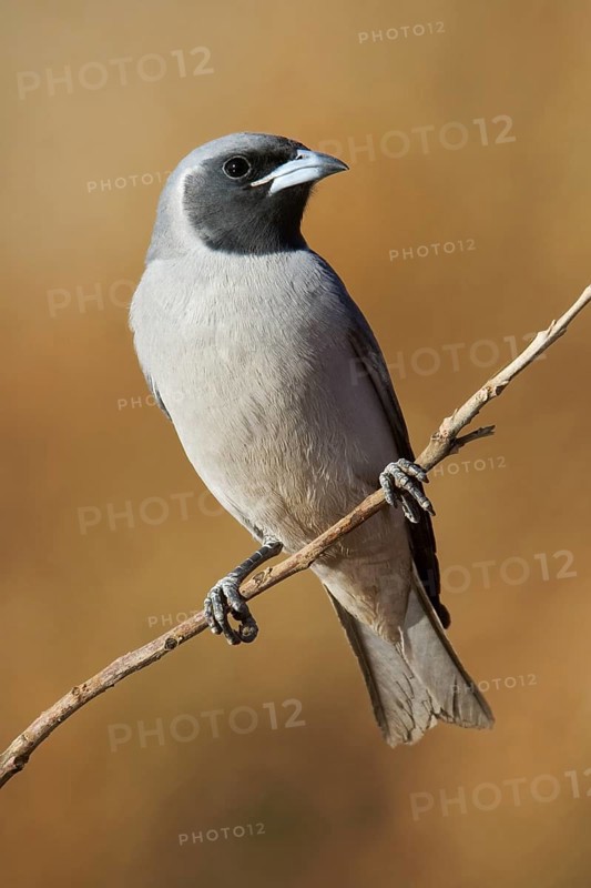 Masked Woodswallow (Artamus personatus), Western Australia, Australia