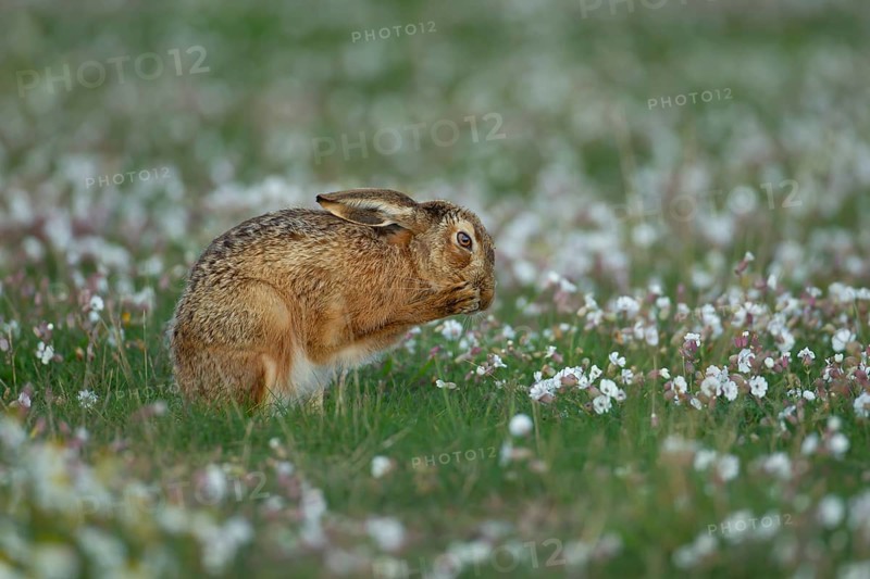 European brown hare (Lepus europaeus) adult animal washing its face amongst flowering Sea campion in summer, Suffolk, England, United Kingdom
