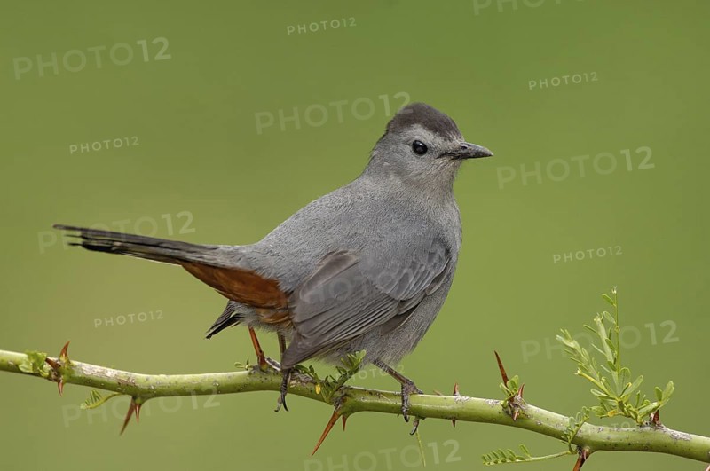 Grey Catbird (Dumetella carolinensis), Texas, USA