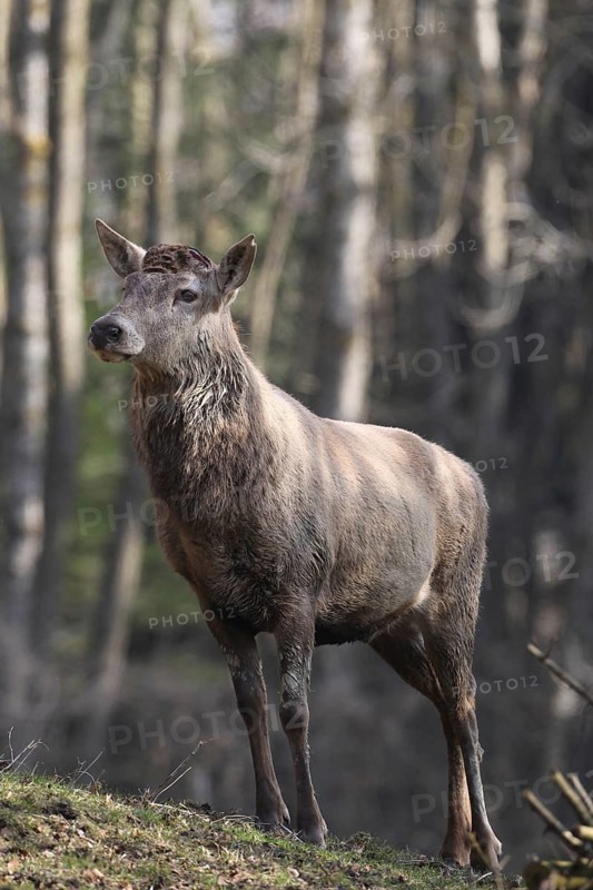 Red deer (Cervus elaphus) without antlers, has shed both poles, Allgäu, Bavaria, Germany