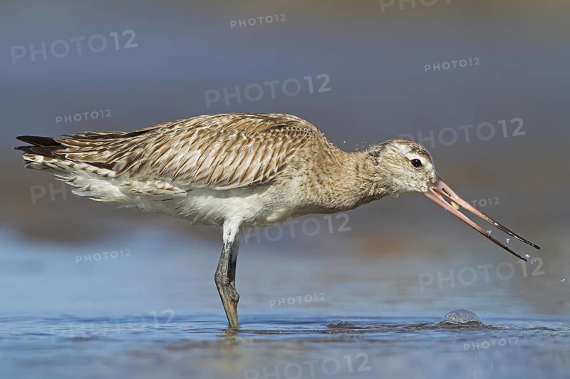 Bar-tailed Godwit (Limosa lapponica), Oman