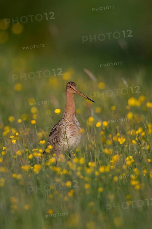 Black-tailed Godwit (Limosa limosa) on grassland with flowering meadow buttercup (Ranunculus acris), Schleswig-Holstein, Germany